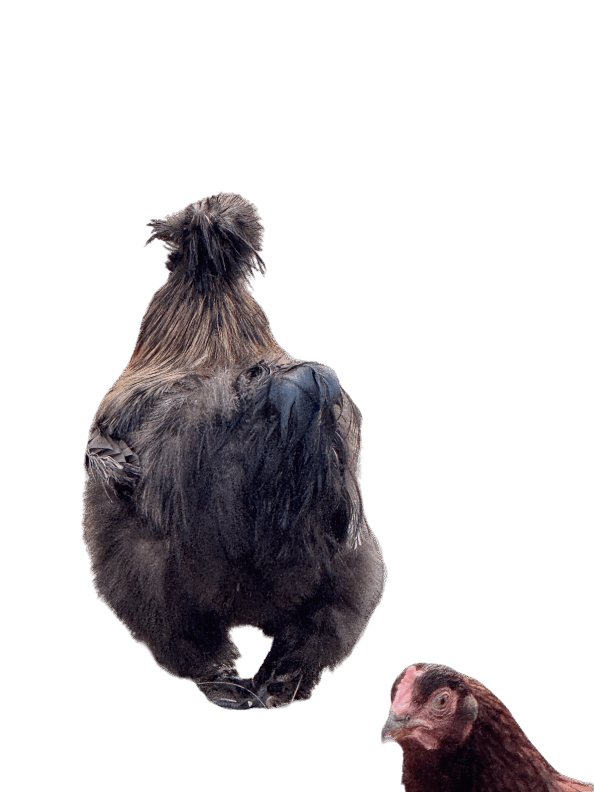 Black chicken - Image 1