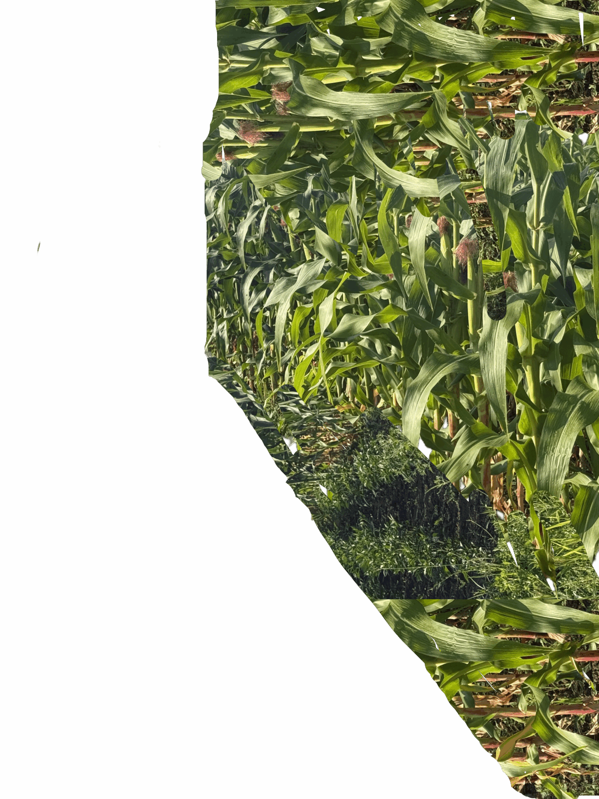 Waxy corn - Image 1