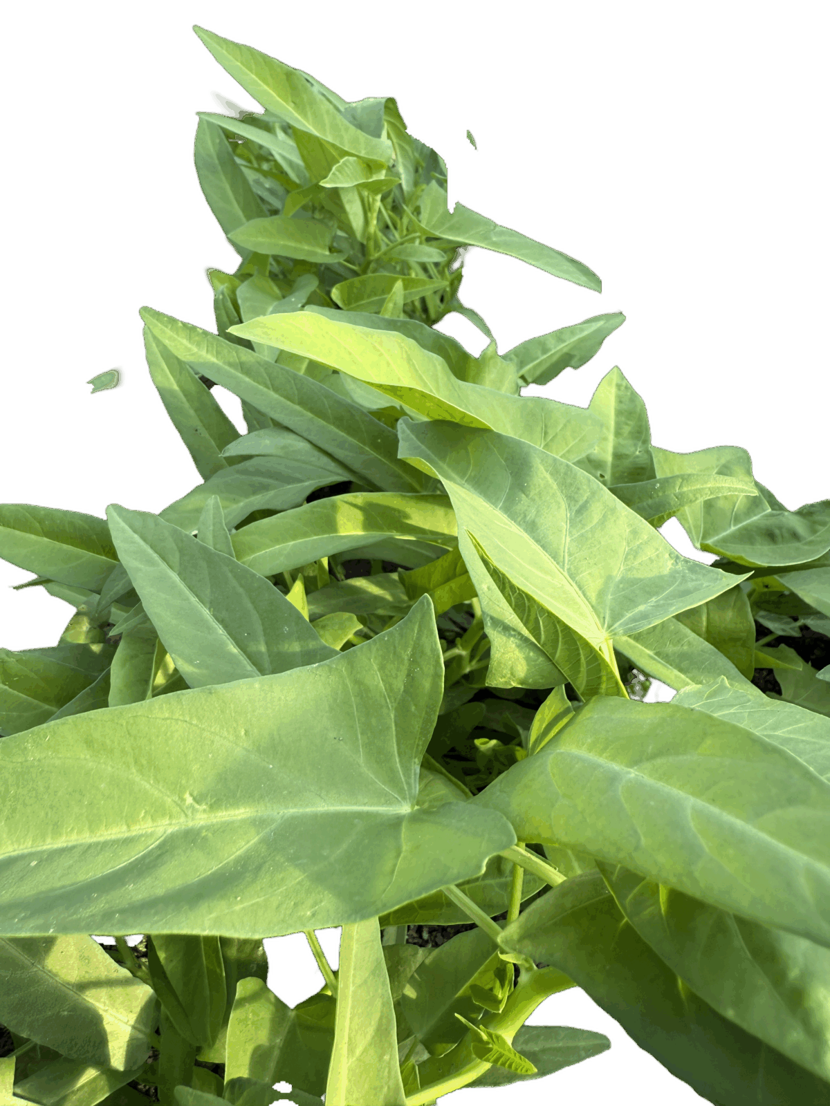 Water spinach - Image 1