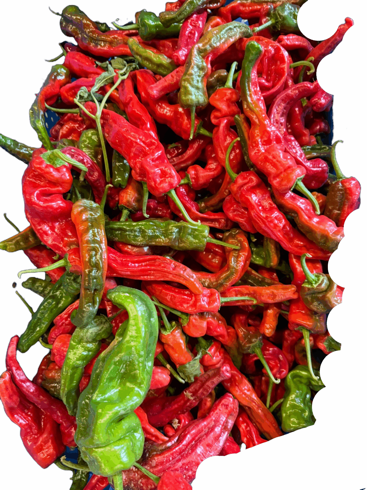 Red chili pepper - Image 1