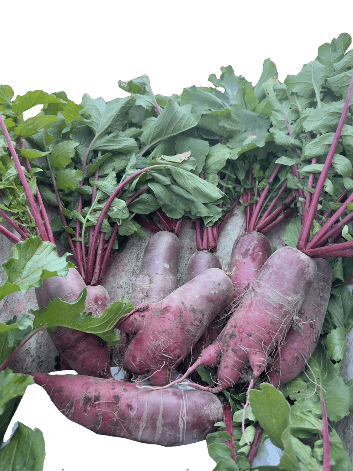 Carrots - Image 1