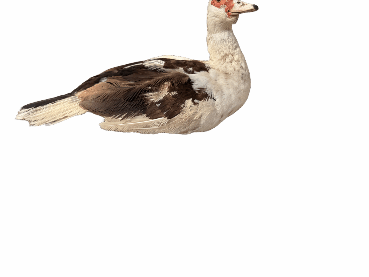 Muscovy duck - Image 1