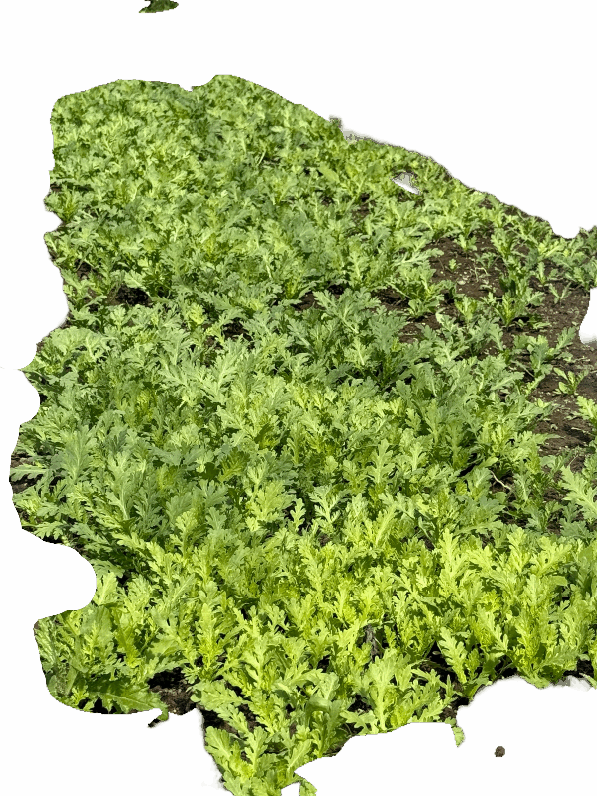 Chrysanthemum - Image 1