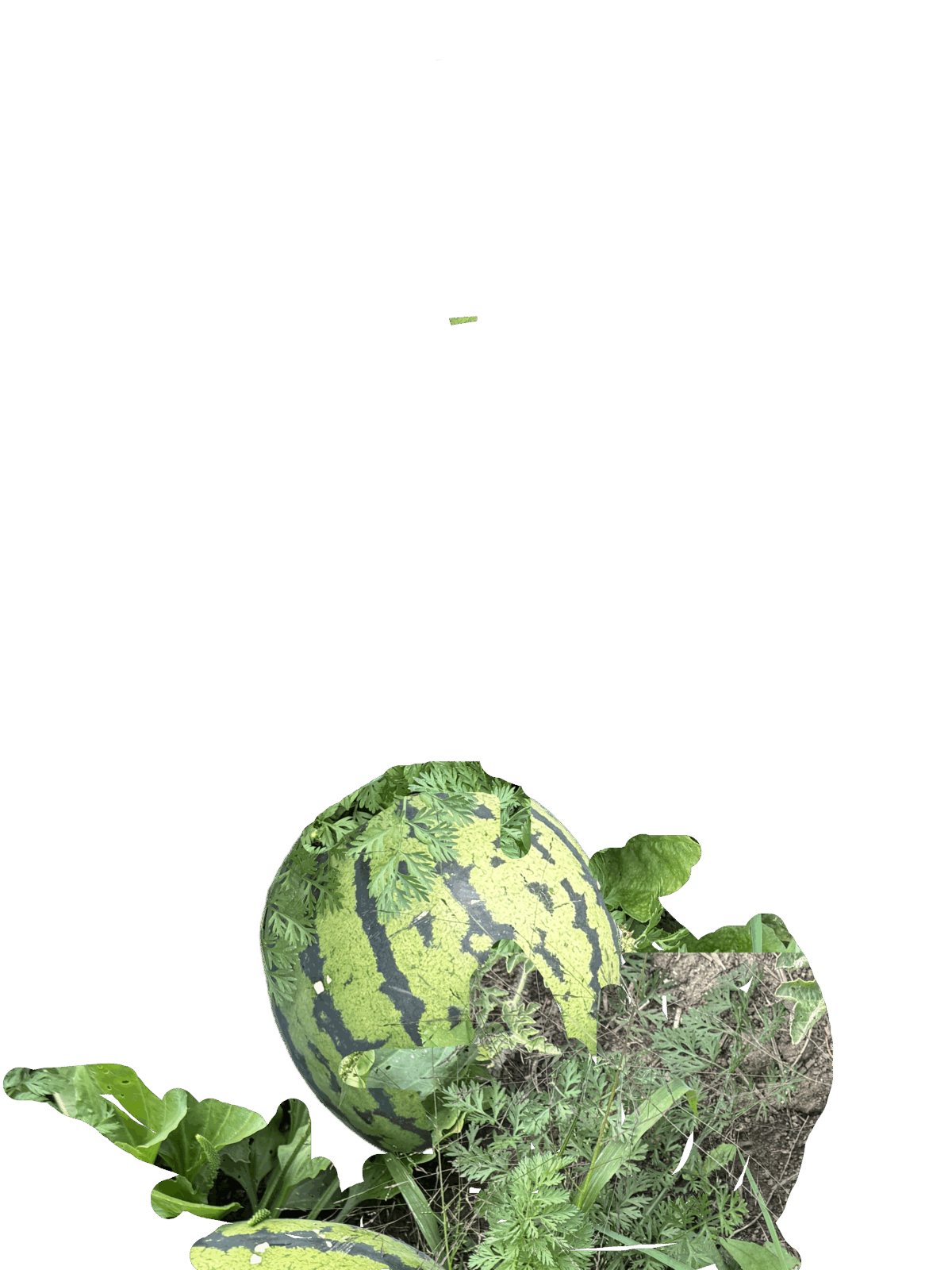 Watermelon - Image 1