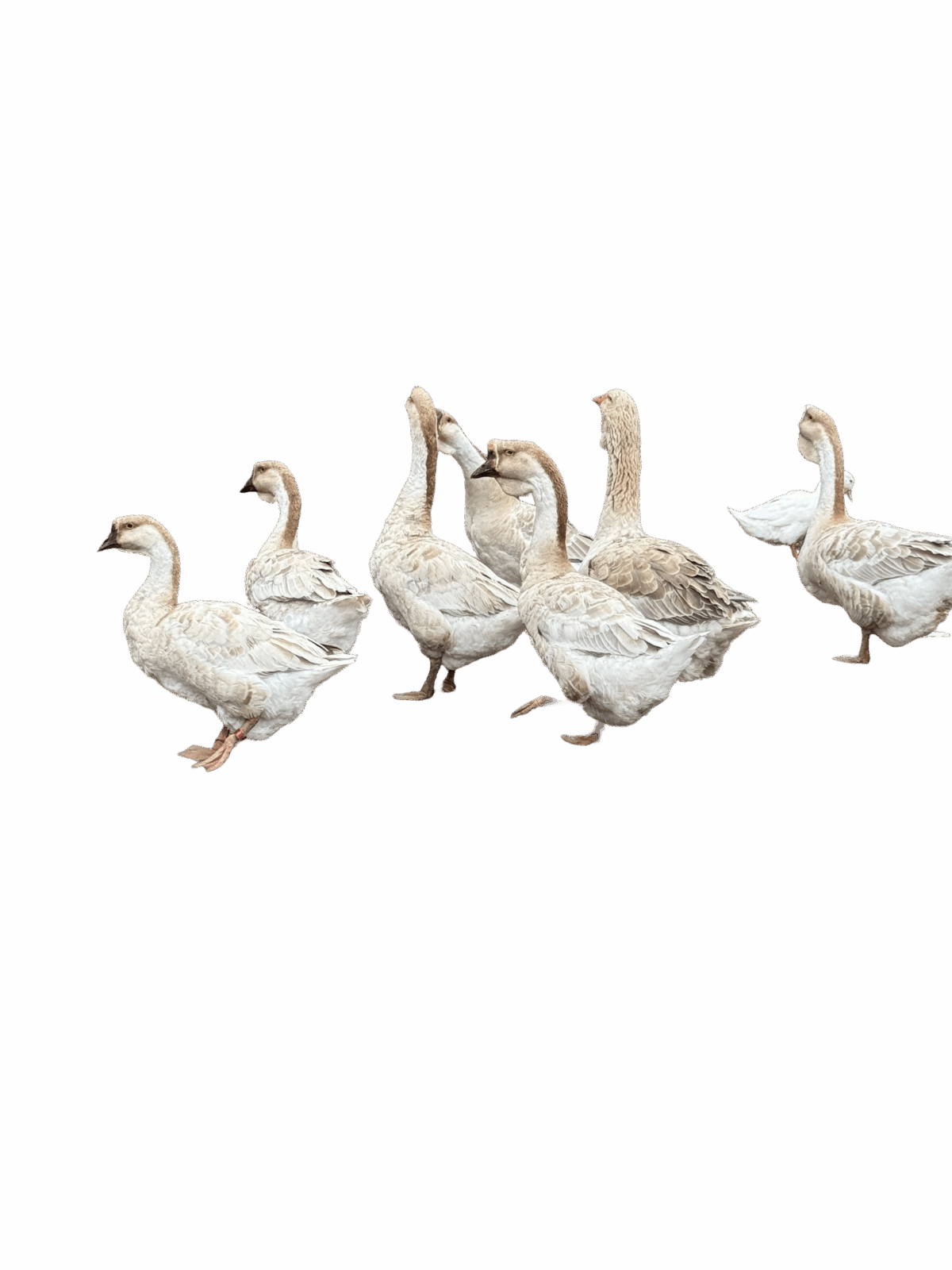 Goose - Image 1