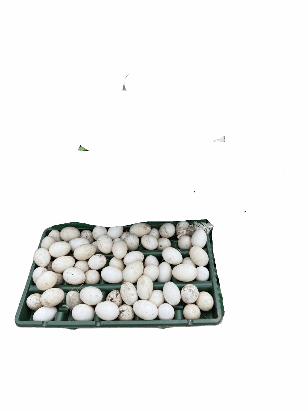 Eggs - Image 1